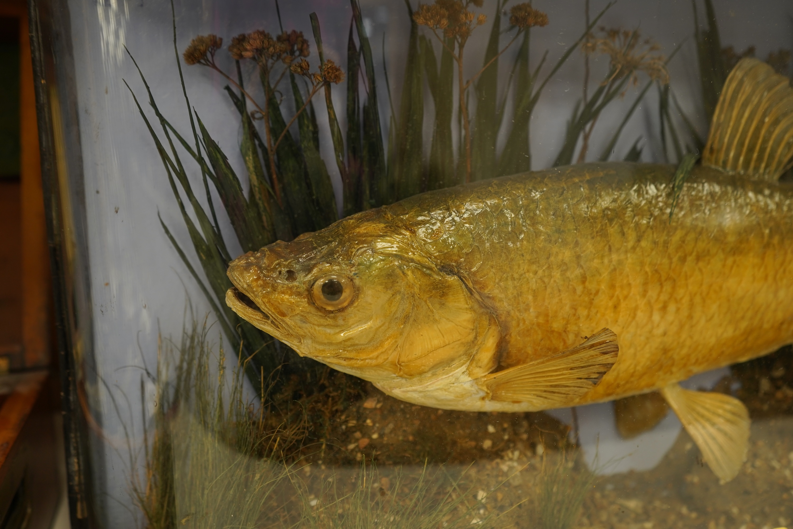 A taxidermy Chub in a bowed case, inscribed ‘Caught in the Ouse at Huntingdon, by Stanley Puckle, Oct. 1898’, 59cm wide
